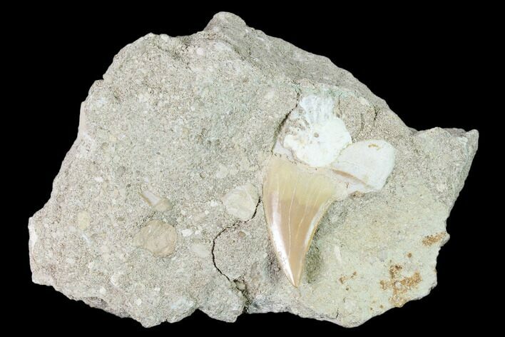 Bargain, Otodus Shark Tooth Fossil in Rock - Eocene #139854